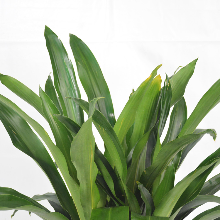 同城花易购 中大型绿植 青叶铁(三株)  植物盆栽青叶铁,居家办公室内