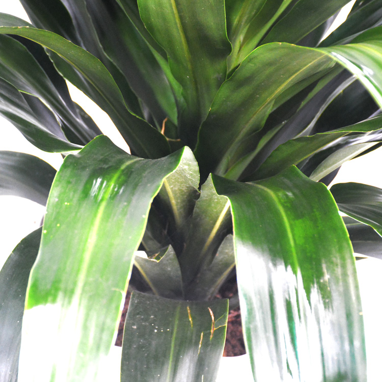 同城花易购 中大型绿植 青叶铁(单株)  植物盆栽青叶铁,居家办公室内