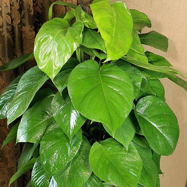 同城花易购 中大型绿植 绿萝柱 新房必备 大叶绿萝柱 绿萝桩 适合客厅