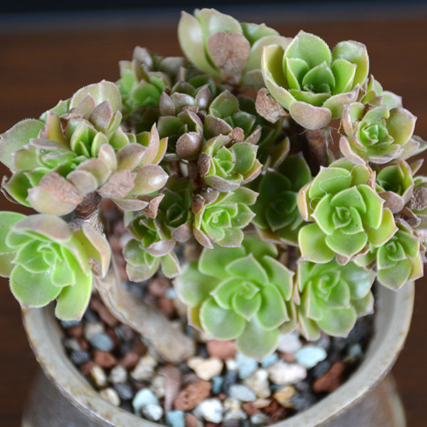 同城花易购 多肉植物 沙拉碗-小 多肉植物沙拉碗 适合懒人养的植物 市