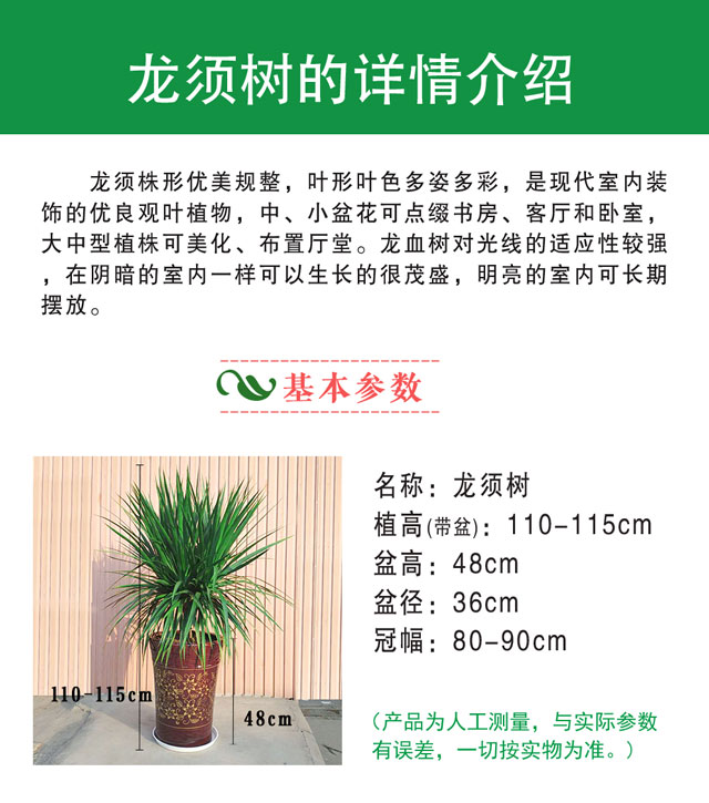 龙须树新1_01