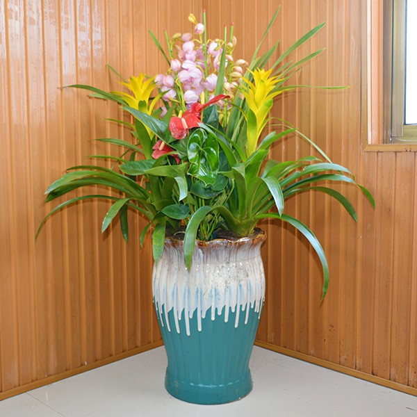 同城花易购 盆栽绿植 花开富贵 - 福娘 大花蕙兰 凤梨 红掌 组合盆栽