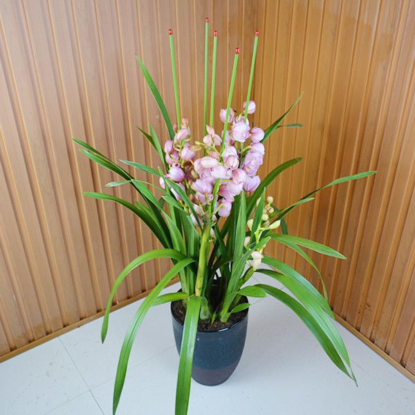 大花蕙兰-福娘-五箭组