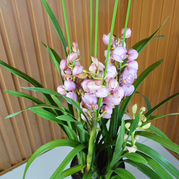 大花蕙兰-福娘-五箭组