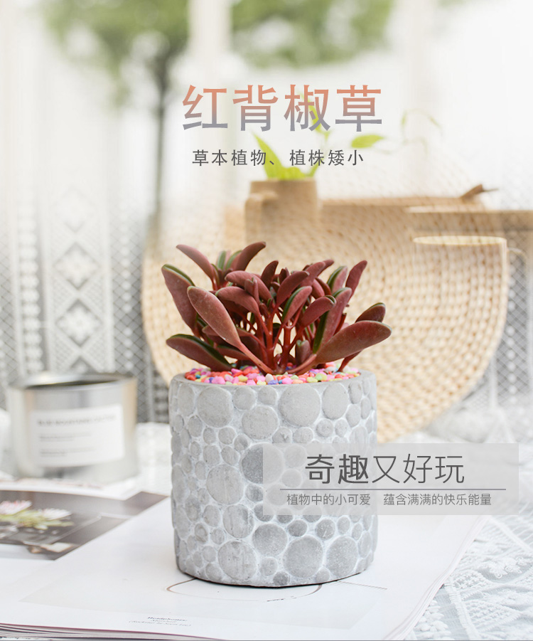 红背椒草_01
