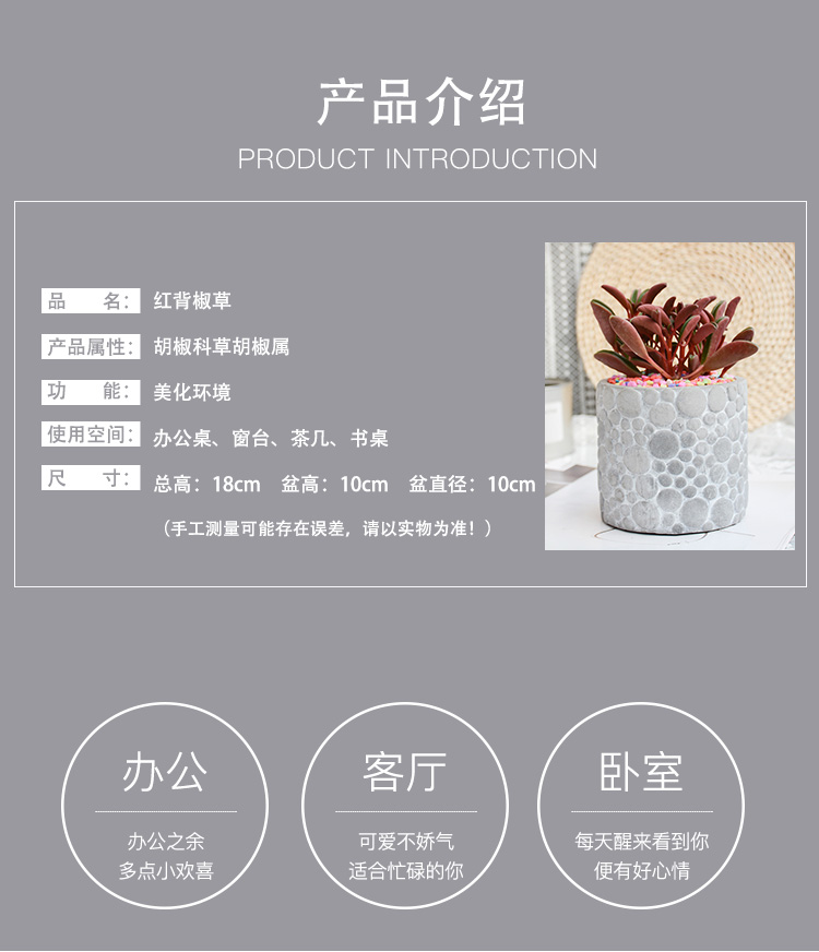 红背椒草_02