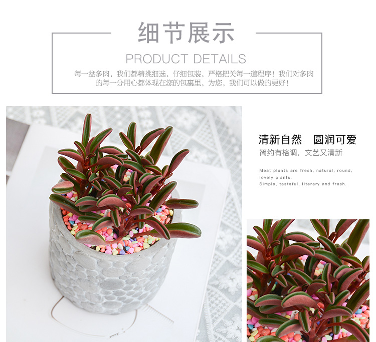 红背椒草_03
