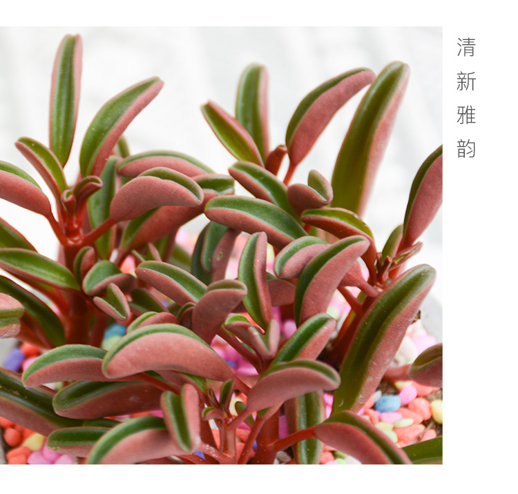 红背椒草_04