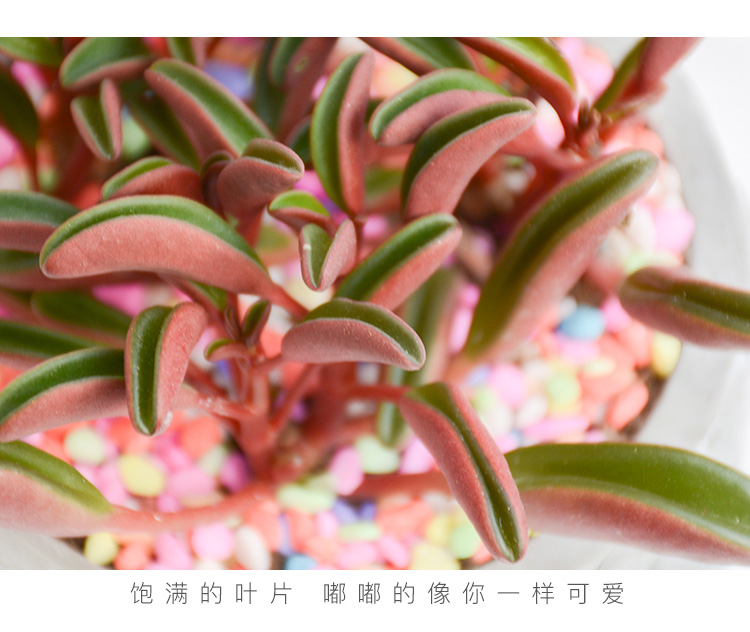 红背椒草_05