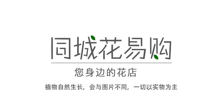 红背椒草_08