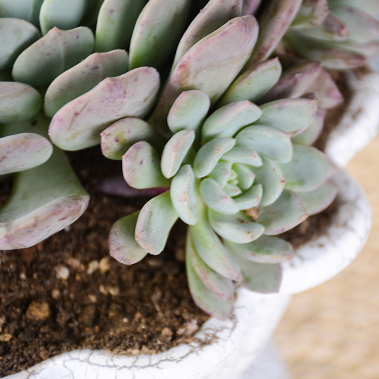 同城花易购 多肉植物 雪锦 多肉 盆栽 多肉植物  雪锦 市价参考: ￥68
