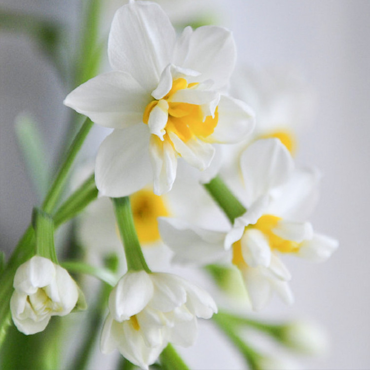 同城花易购 桌面小盆栽 水仙花(小) 水仙花 凌波仙子 玉玲珑 盆栽水培