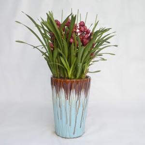 大花蕙兰-红袍-组盆