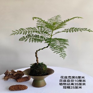 蓝花楹（小）