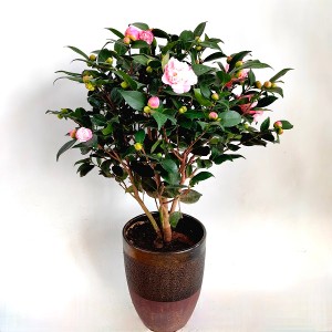 茶花（中）