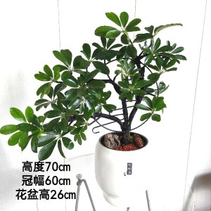 造型招财盆景