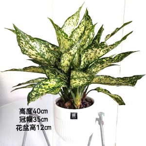 翡翠皇后
