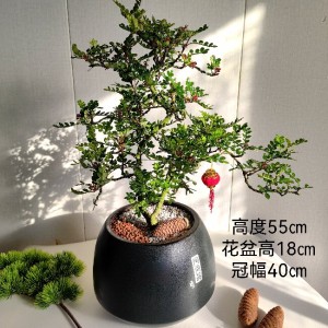 造型清香木