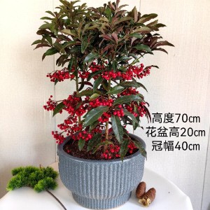 金玉满堂盆景
