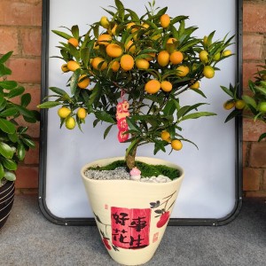 四季桔开花带果