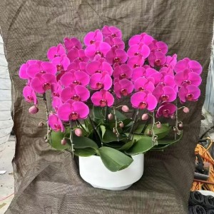 蝴蝶兰-特级白盆