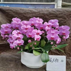 蝴蝶兰-特大粉